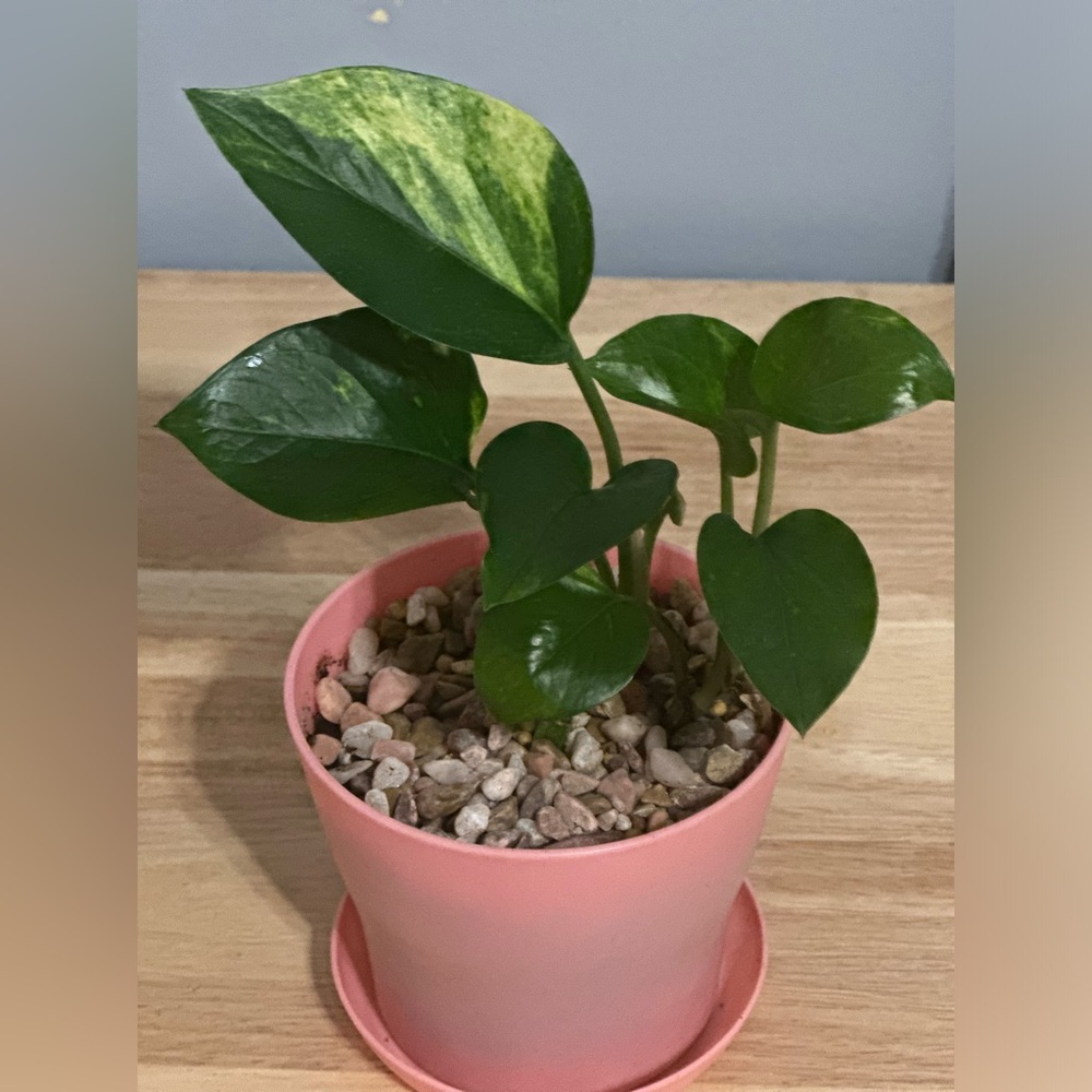 Patho Plant